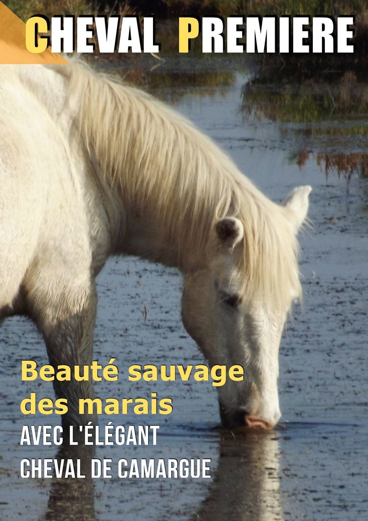 Beauté sauvage des marais avec le cheval de Camargue