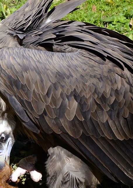 Comment se nourrissent les vautours