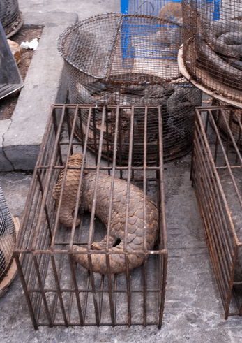 Image : des pangloins dans une cage de fer